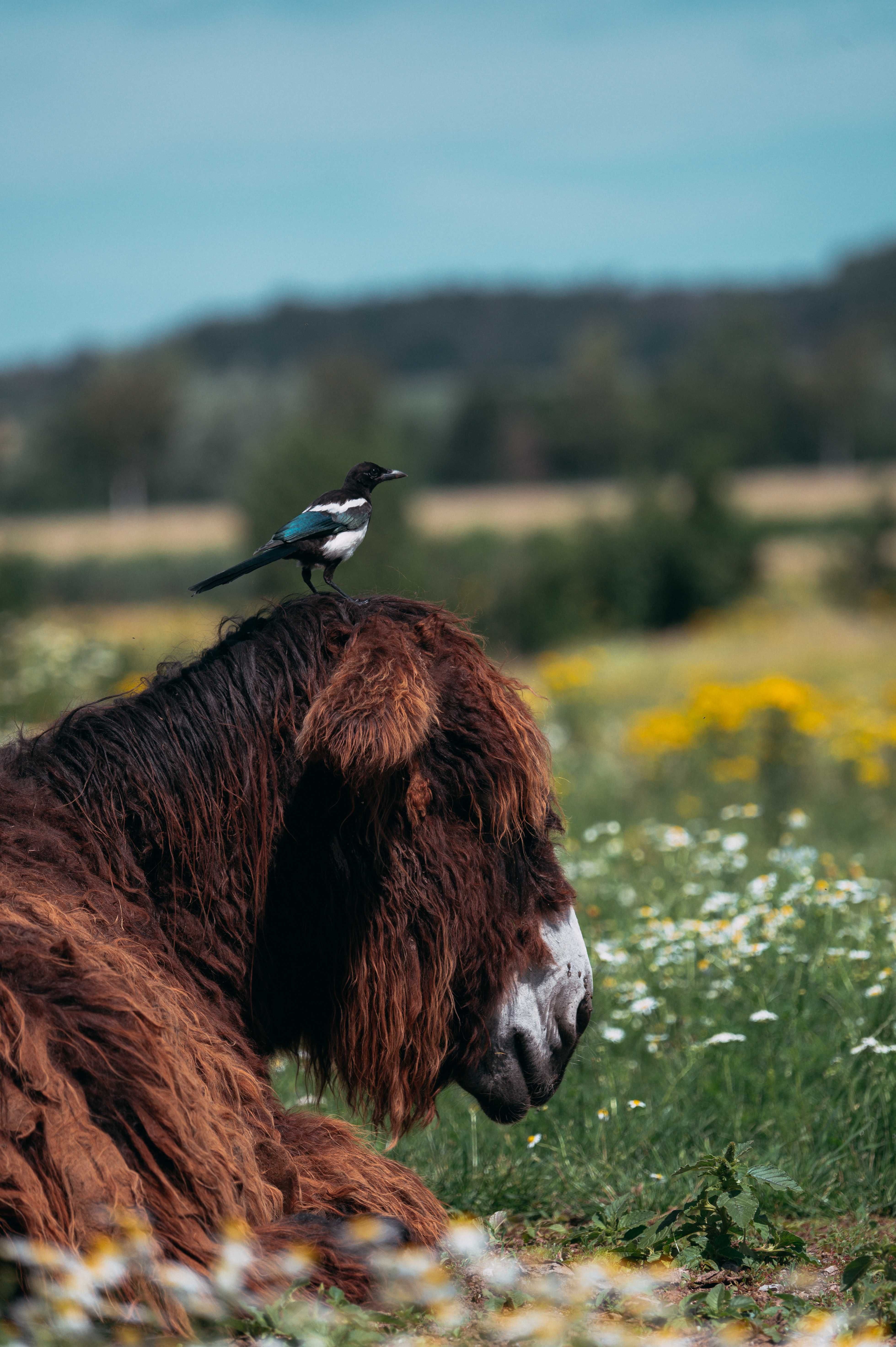 Animals Steverauen Olfen