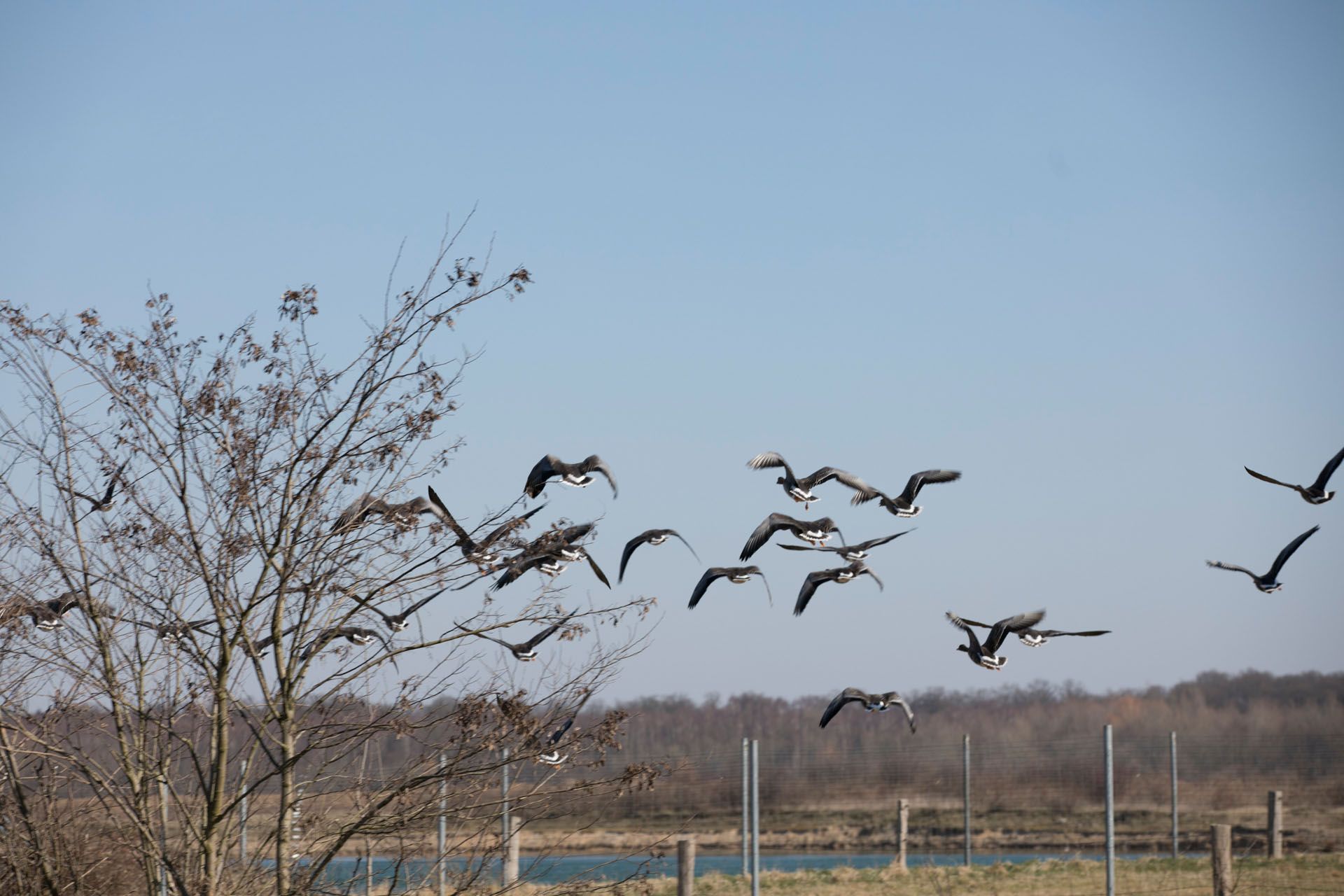 Arktische Wildgänse fliegen auf