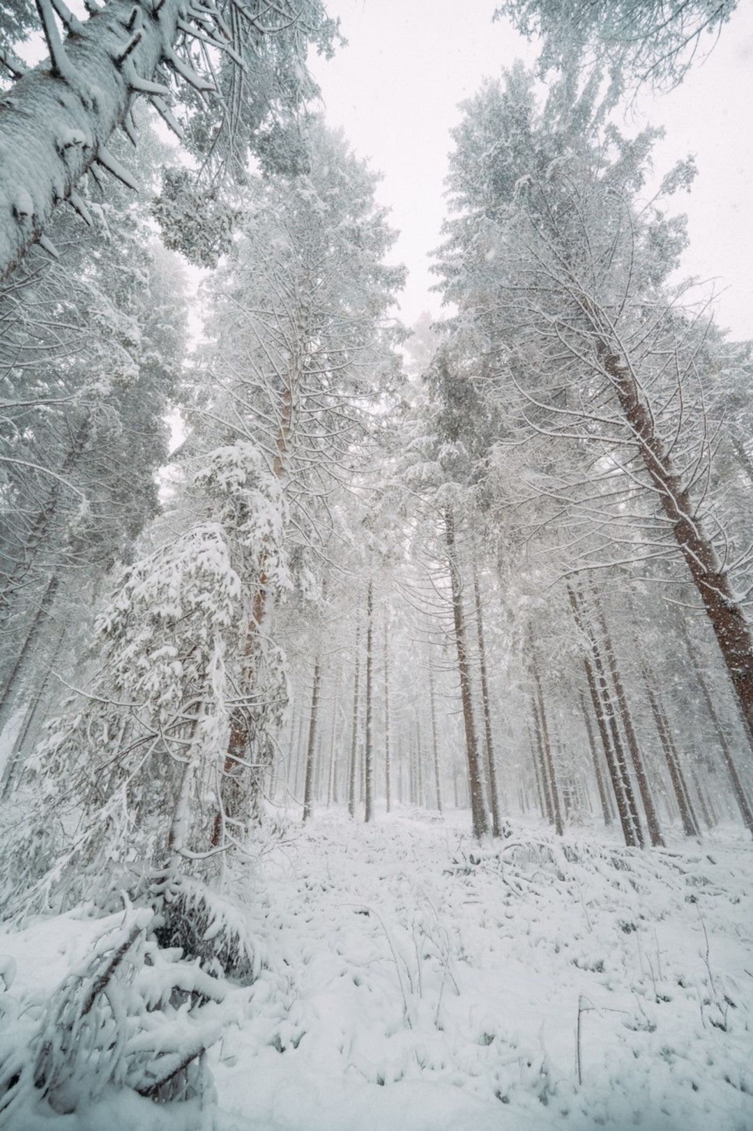 Schneebedeckter Wald im Nationalpark Eifel