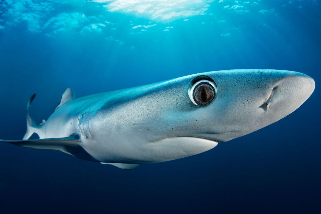 The award-winning underwater photographer Tobias Friedrich has captured a blue shark in a picture. Guests can now marvel at the photo